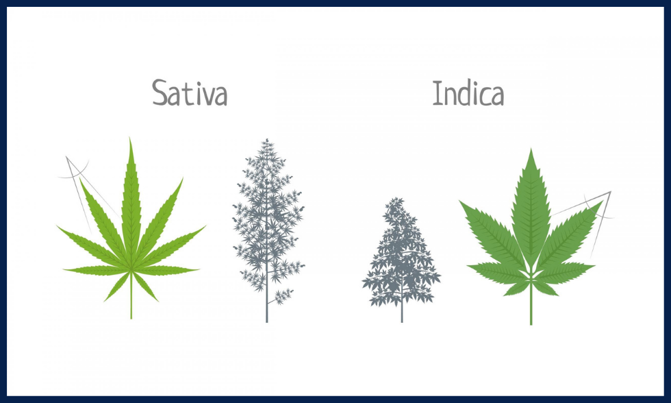 Індика і Сатива. У чому різниця? Що краще?